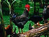 Rooster, Costa Rica