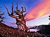 Schulman Grove Bristlecone