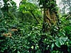Monteverde National Cloud Forest Reserve, Costa Rica