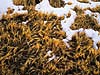 Winter Grass, Owens Valley, CA