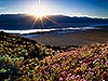 Death Valley - 100 year bloom