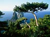 Tree over the Faraglioni, Capri, Italy