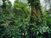 28._2627-072_1500_Monteverde-National-Park-Rain-Forest