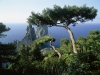37._2627-190_1500_Tree-over-Faragioni_Capri-Coast