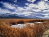 46._2627-063_1500_Red-Reeds-White-Mountains