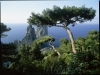 65._1500_Capri-Tree-above-Islands