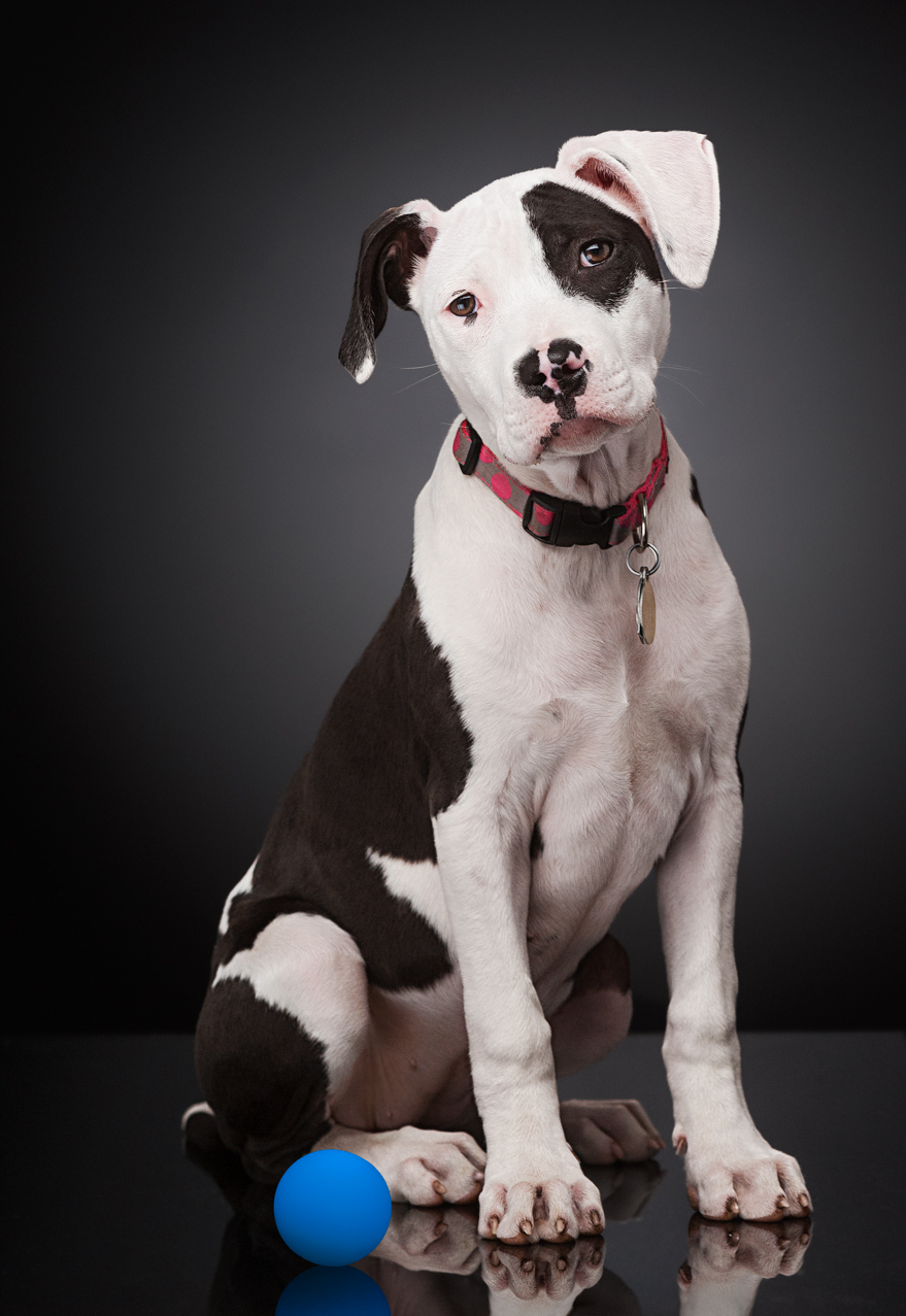 Carmichael Portrait Photography Studio Boulder, CO, headshots, executive portraits, portraits, studio photography