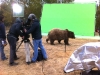 Colorado Production Service Company: Carmichael Productions, Inc. Bear  Green Screen