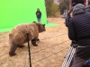 Colorado Production Service Company: Carmichael Productions, Inc. Bear Green Screen